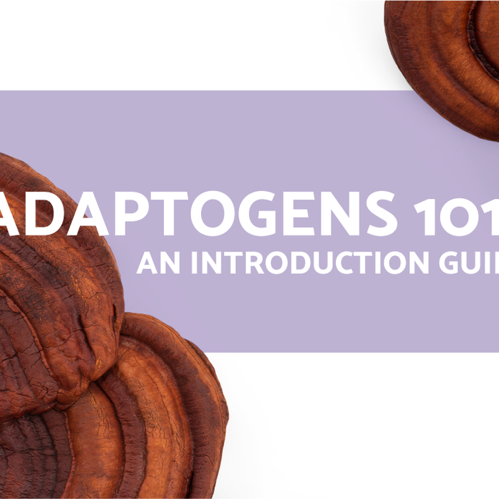 Adaptogens 101- An introduction Guide