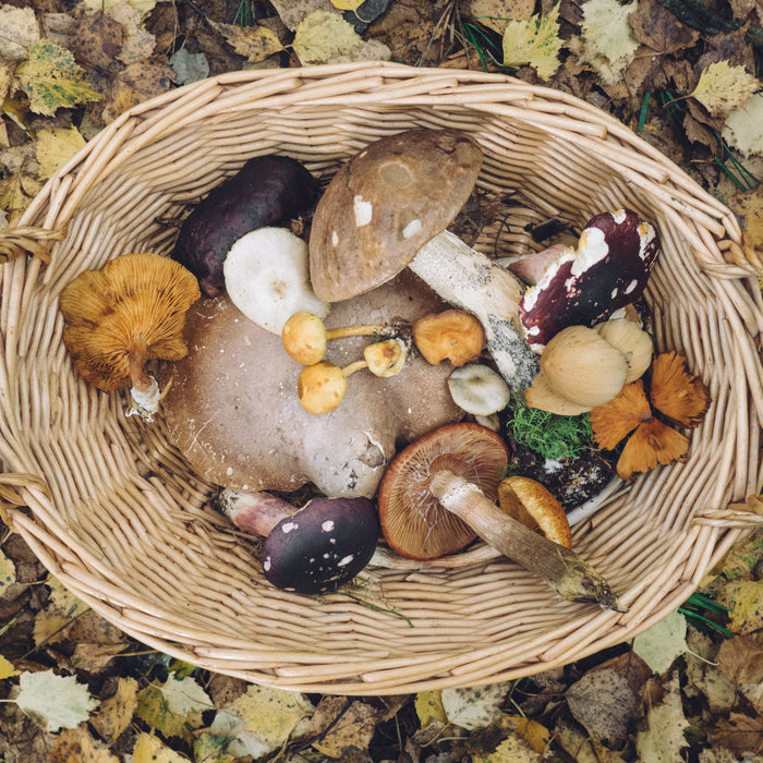 Medicinal Mushrooms And Their 'Magical' Benefits!