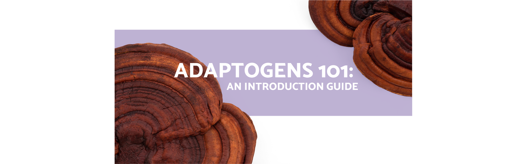 Adaptogens 101- An introduction Guide