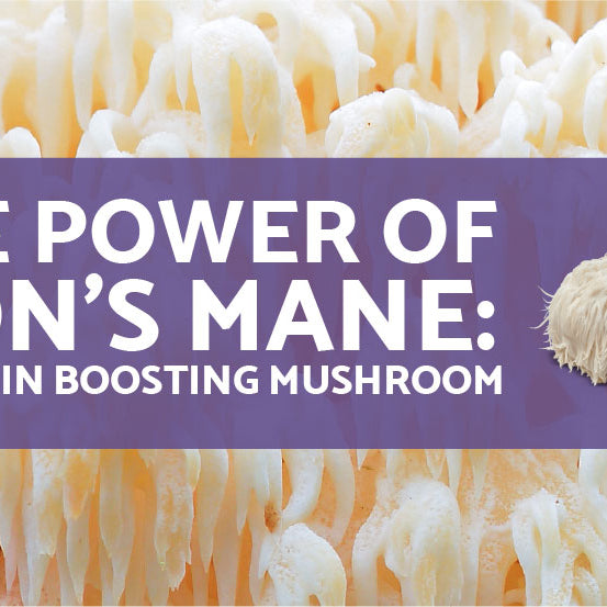 The Power of Lion's Mane: The Brain Boosting Mushroom
