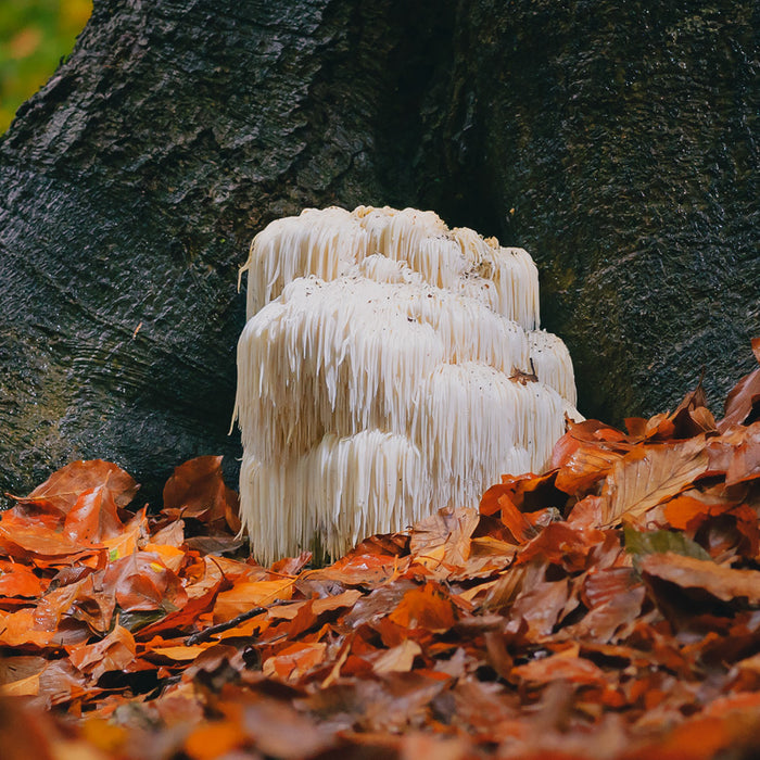 Exploring Lion's Mane Mushroom And Its Benefits | Articles | OPTMZ | 